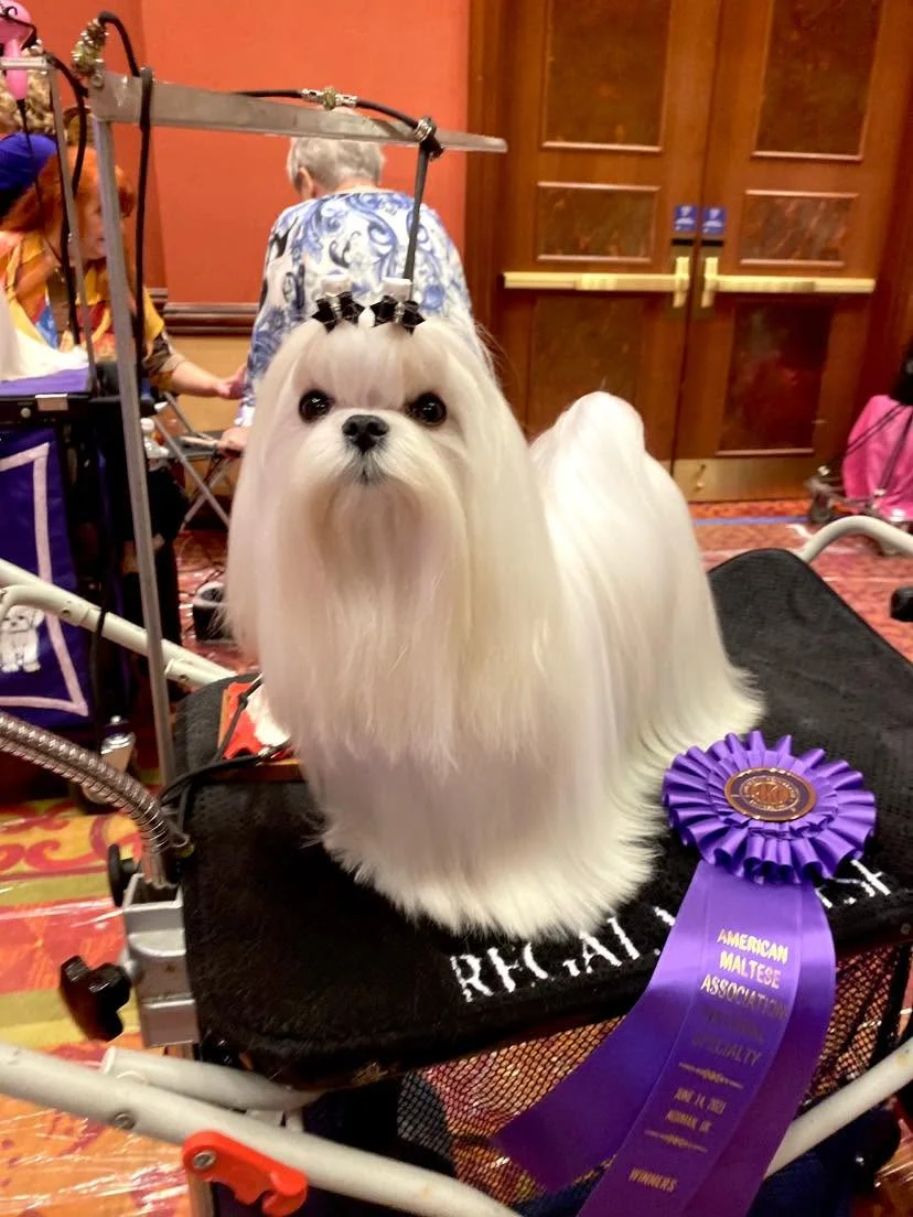 Regal Maltese — American Maltese Association ribbon