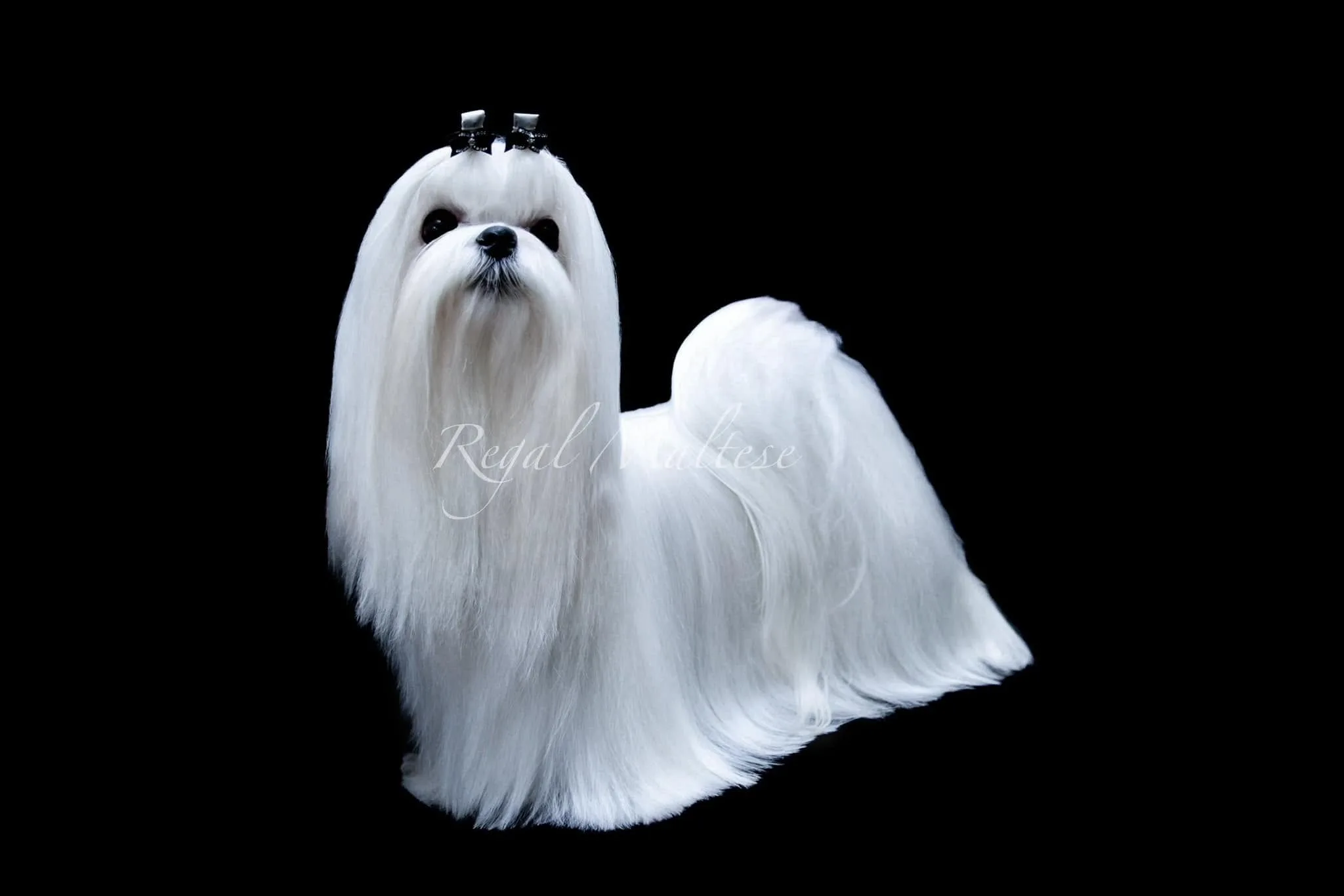Regal Maltese champion show dog