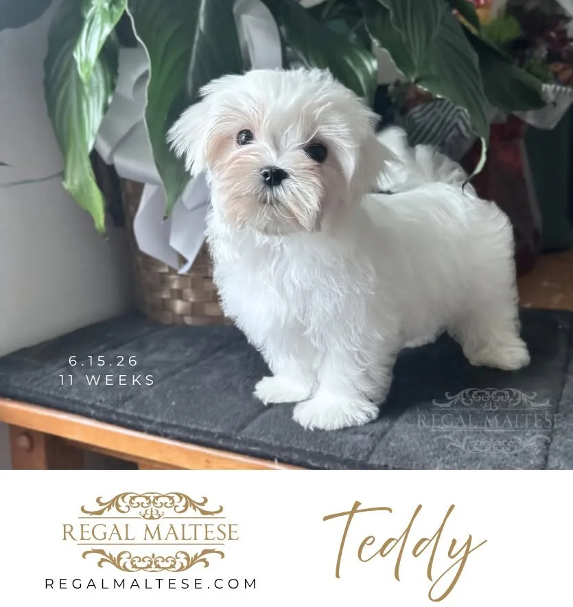 Teddy — Regal Maltese puppy at 11 weeks