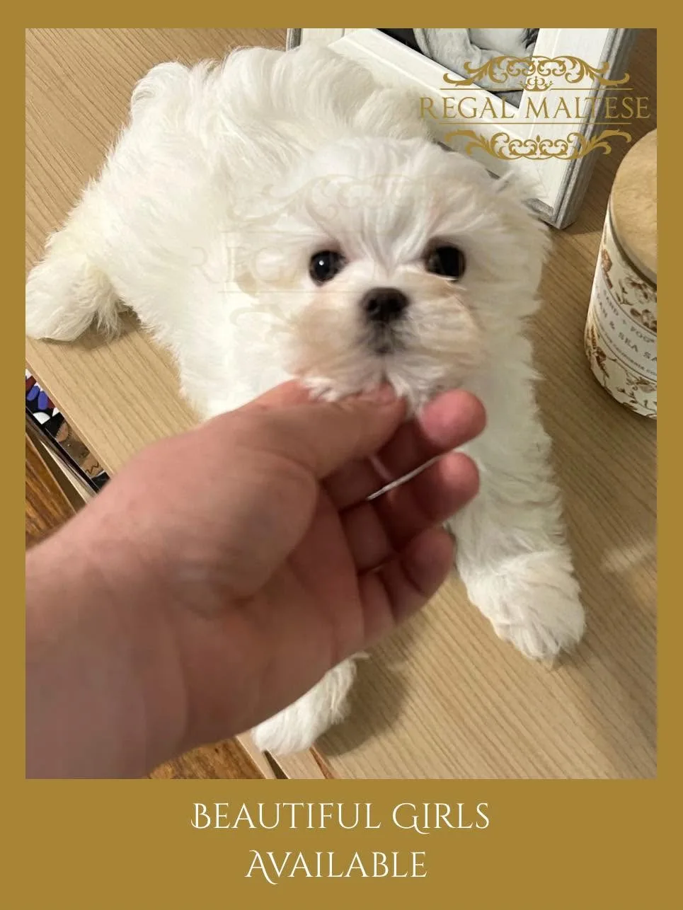Regal Maltese puppy available